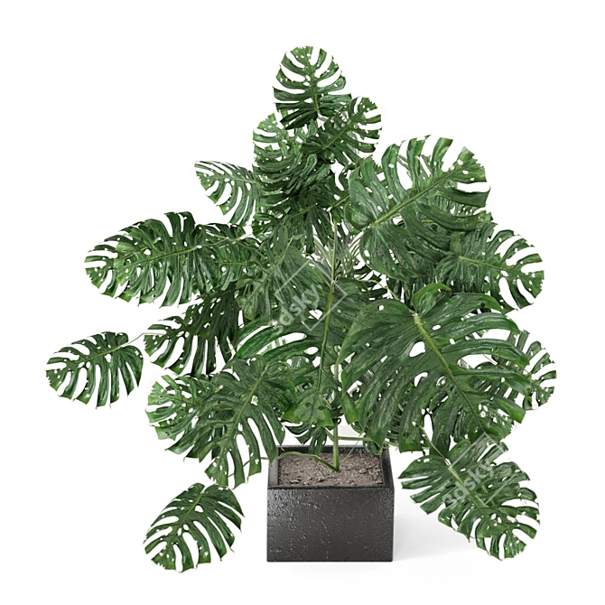 Exquisite Indoor Plant Collection 3D model image 2