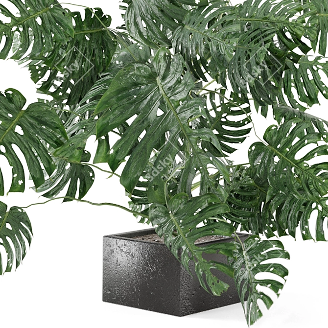 Exquisite Indoor Plant Collection 3D model image 4