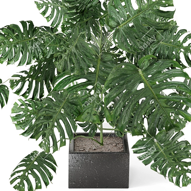 Exquisite Indoor Plant Collection 3D model image 5