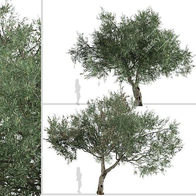 Mediterranean Duo: 2 Olive Trees 3D model image 3