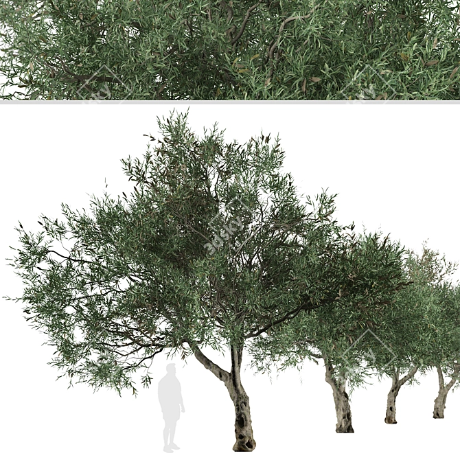 Mediterranean Duo: 2 Olive Trees 3D model image 4