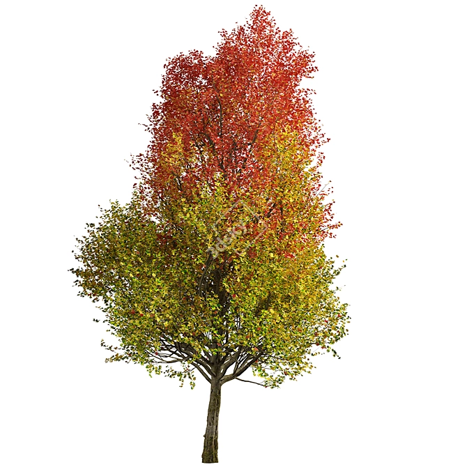 Autumn Blaze Freeman Maple Trees 3D model image 1