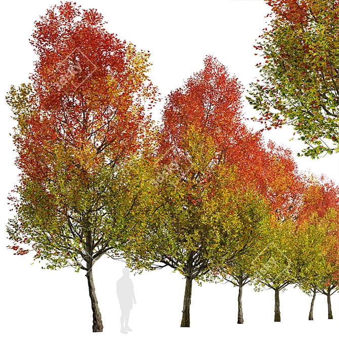 Autumn Blaze Freeman Maple Trees 3D model image 3