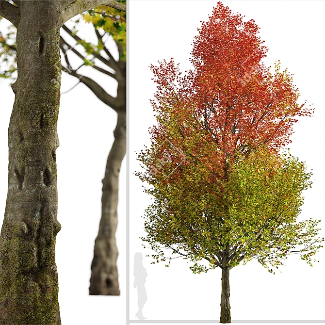 Autumn Blaze Freeman Maple Trees 3D model image 4