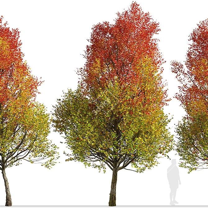 Autumn Blaze Freeman Maple Trees 3D model image 5