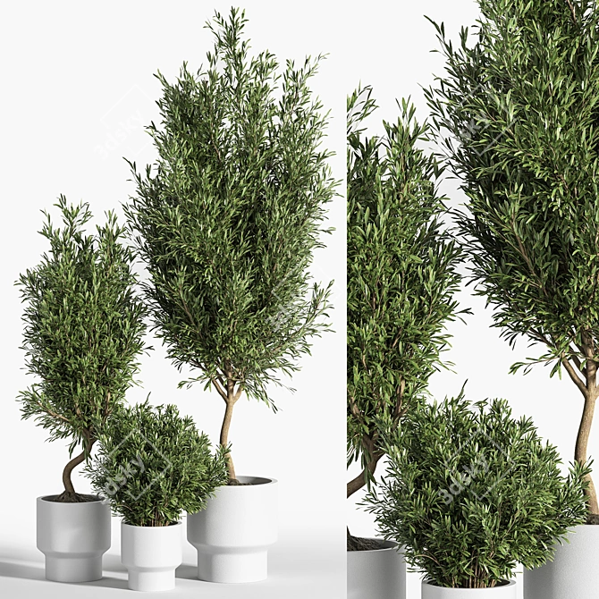 Natural Olive Indoor Plant Set 3D model image 1