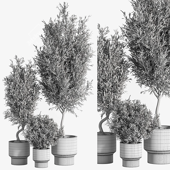 Natural Olive Indoor Plant Set 3D model image 5