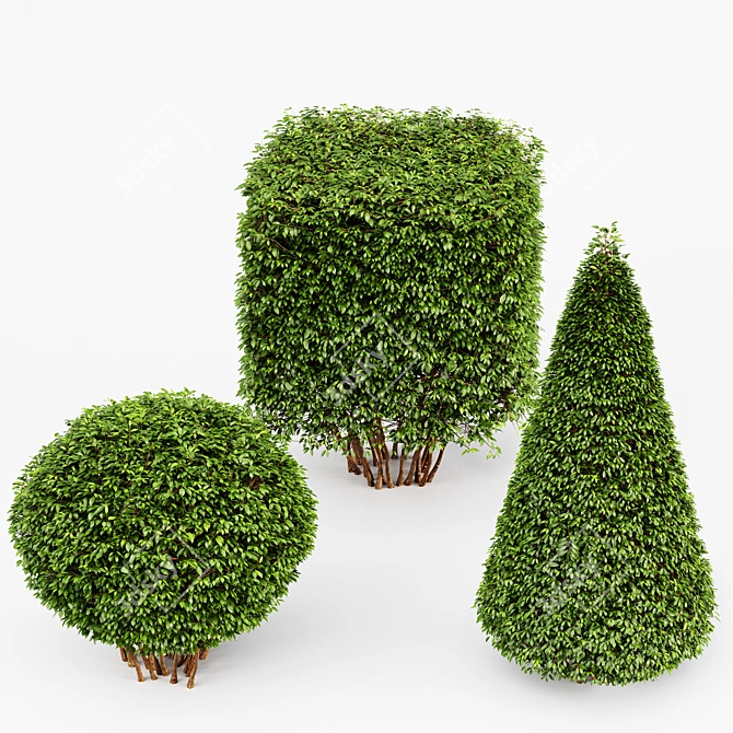 Dwarf Yaupon Holly: Spherical & Cone for Stunning Box Hedges 3D model image 3