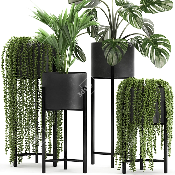 Exotic Plant Collection for Indoor and Outdoor Decor 3D model image 6