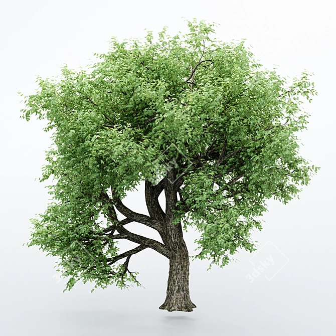 Dual Amur Cork - Broadleaf Trees 3D model image 2