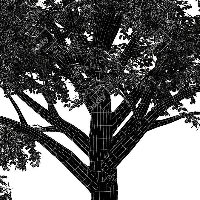 Dual Amur Cork - Broadleaf Trees 3D model image 4