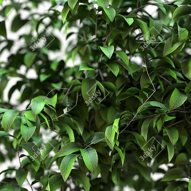 Interior Greenery: Bushes for a Refreshing Space 3D model image 2