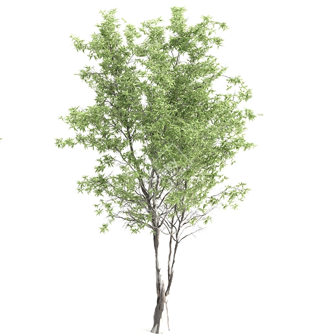 Elegant Eucalyptus Tree - 2 Pieces 3D model image 2