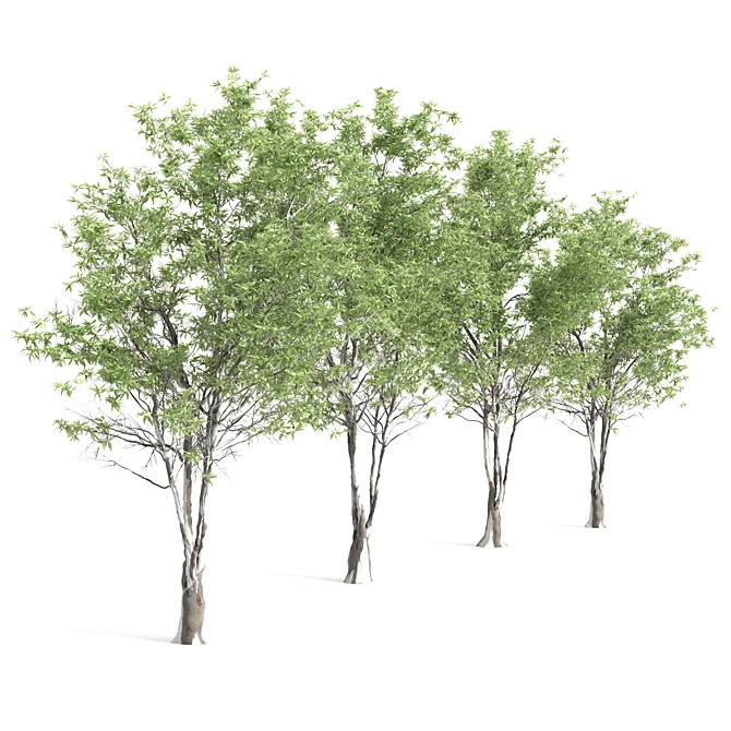 Elegant Eucalyptus Tree - 2 Pieces 3D model image 4