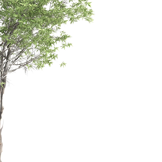 Elegant Eucalyptus Tree - 2 Pieces 3D model image 5
