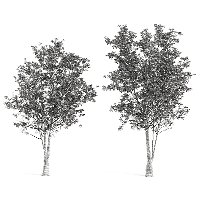 Elegant Eucalyptus Tree - 2 Pieces 3D model image 6