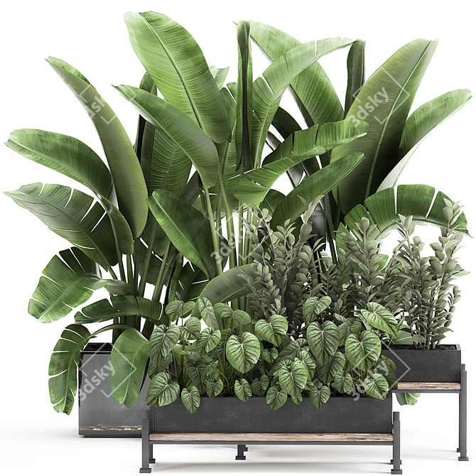 Tropical Plant Collection: Exotics for Indoor & Outdoor 3D model image 1