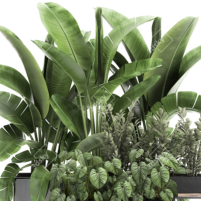 Tropical Plant Collection: Exotics for Indoor & Outdoor 3D model image 3