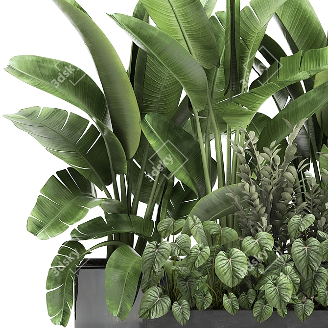 Tropical Plant Collection: Exotics for Indoor & Outdoor 3D model image 4