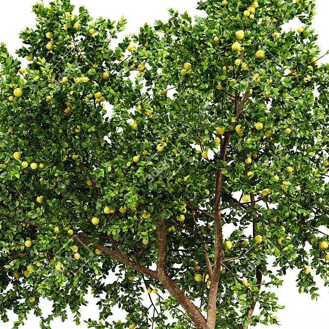 Fresh Lemon Tree - 3D Model with High-Quality Textures 3D model image 4