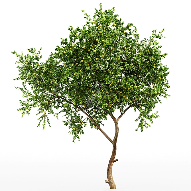 Fresh Lemon Tree - 3D Model with High-Quality Textures 3D model image 5