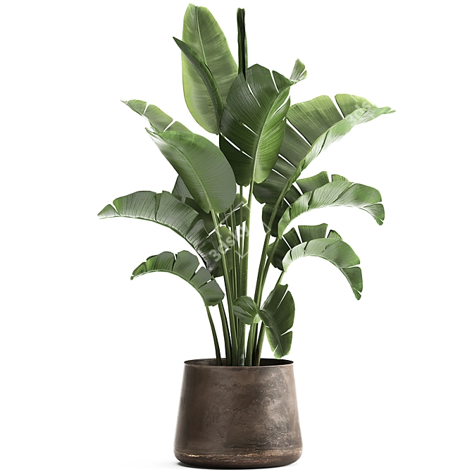 Tropical Plant Collection in Iron Pots 3D model image 1