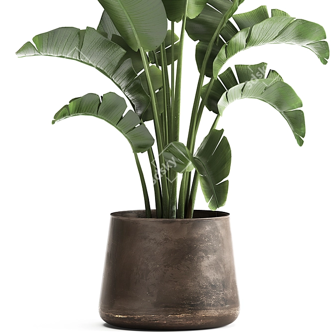 Tropical Plant Collection in Iron Pots 3D model image 2