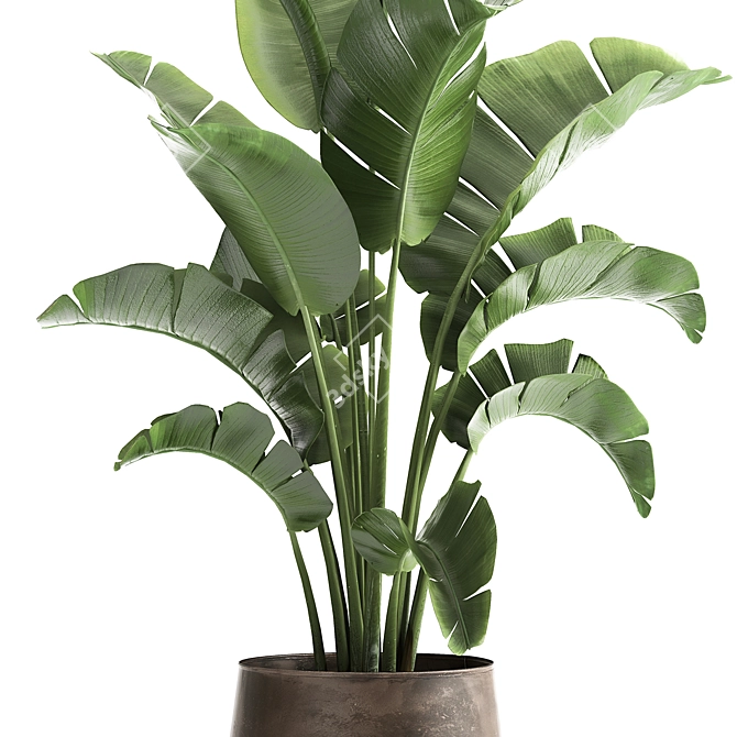 Tropical Plant Collection in Iron Pots 3D model image 3