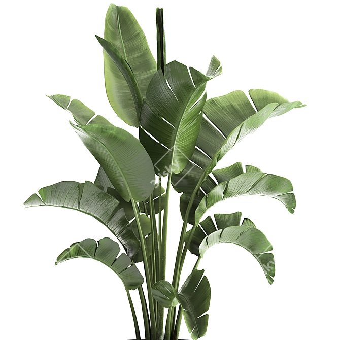 Tropical Plant Collection in Iron Pots 3D model image 4