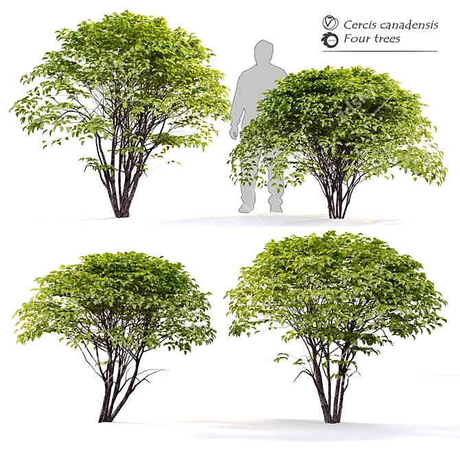 Eastern Redbud - 4 Stunning models 3D model image 1