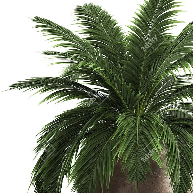 Exotic Plant Collection: Howea Forsteriana in Reclaimed Iron Coppa Pot 3D model image 2