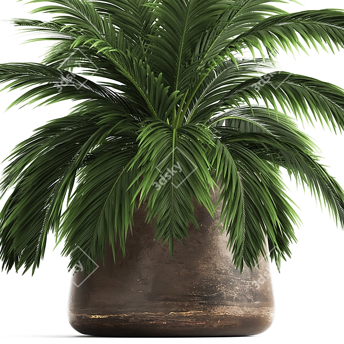 Exotic Plant Collection: Howea Forsteriana in Reclaimed Iron Coppa Pot 3D model image 3