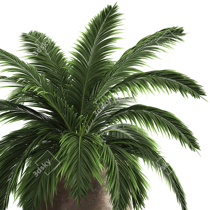 Exotic Plant Collection: Howea Forsteriana in Reclaimed Iron Coppa Pot 3D model image 5