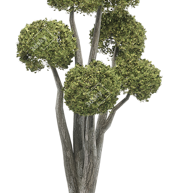 Elegant Tree Sculpture 3D model image 3