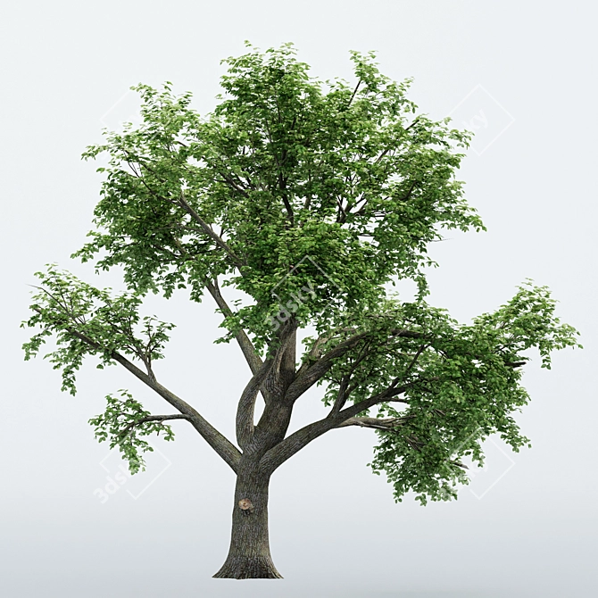 Dual Broadleaf Trees: 7m & 10m 3D model image 3