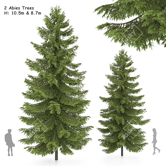 2 Abies Trees: High & Medium Height 3D model image 1