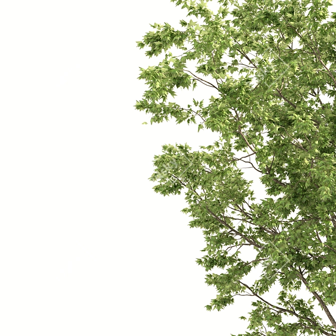 Twin Maple Trees: Green & Majestic 3D model image 4