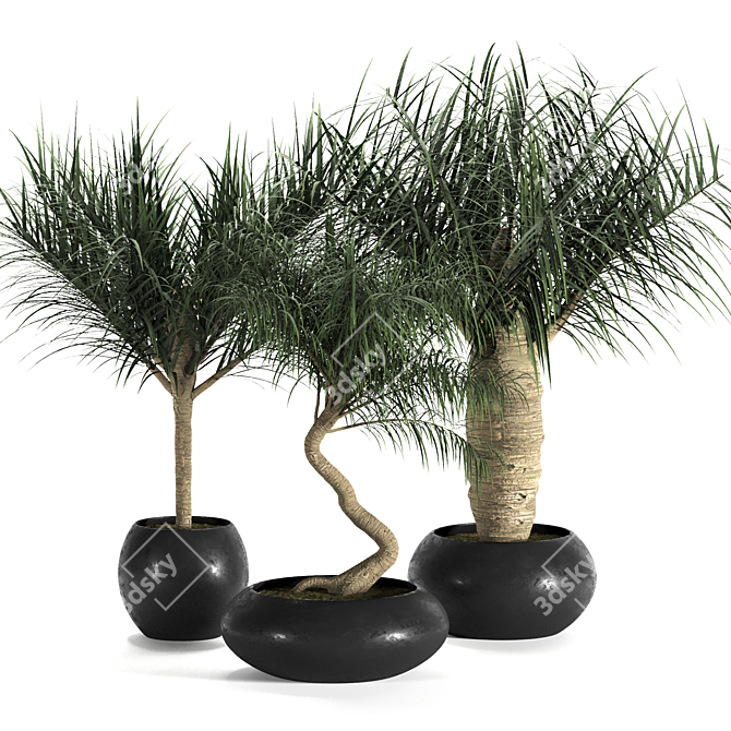 Tropical Palm Trio: Exquisite Indoor Plants 3D model image 1
