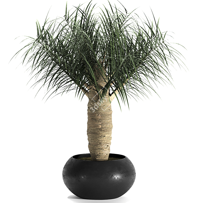Tropical Palm Trio: Exquisite Indoor Plants 3D model image 3