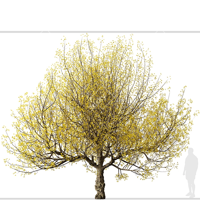 Pair of Cornus mas Trees 3D model image 1