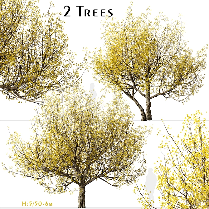 Pair of Cornus mas Trees 3D model image 2