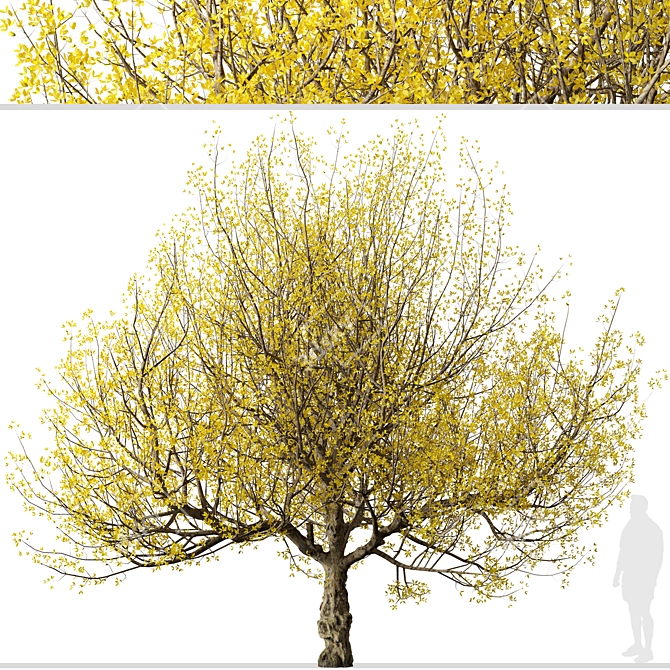 Pair of Cornus mas Trees 3D model image 3