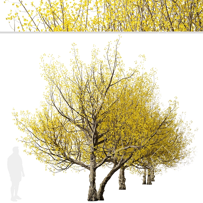 Pair of Cornus mas Trees 3D model image 5