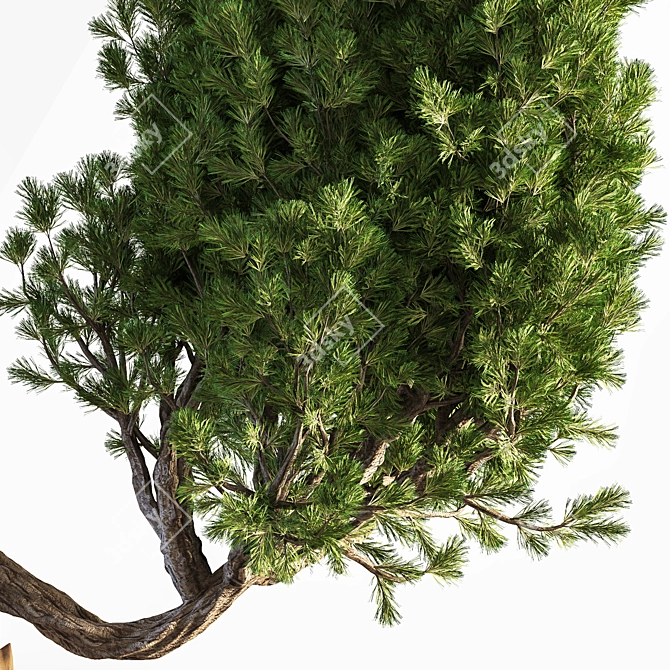 Bonsai Plant: Exquisite 2015 Version 3D model image 4