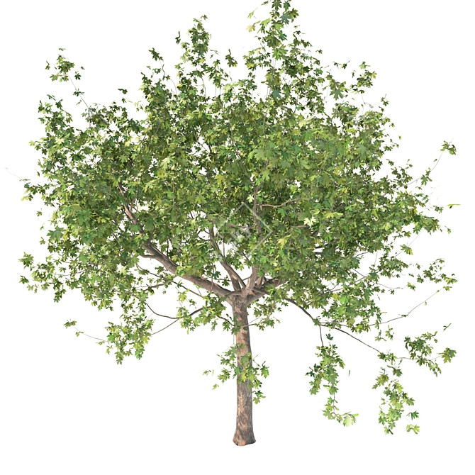 Premium Maple Tree: High-quality 3D Model 3D model image 1