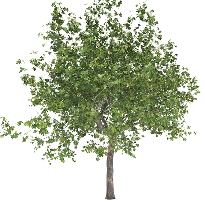 Premium Maple Tree: High-quality 3D Model 3D model image 2