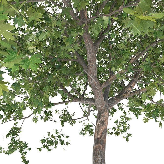 Premium Maple Tree: High-quality 3D Model 3D model image 5