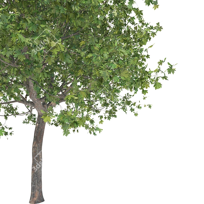 Premium Maple Tree: High-quality 3D Model 3D model image 6