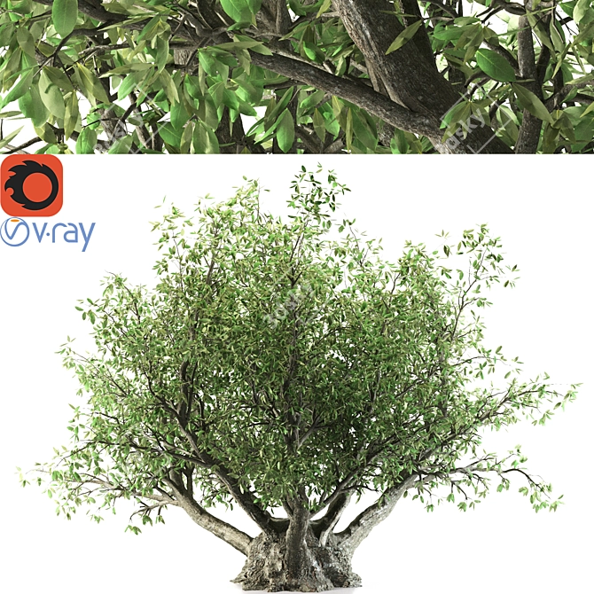 Towering Olive Tree - 8.5M 3D model image 1