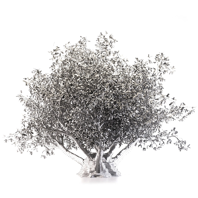 Towering Olive Tree - 8.5M 3D model image 2